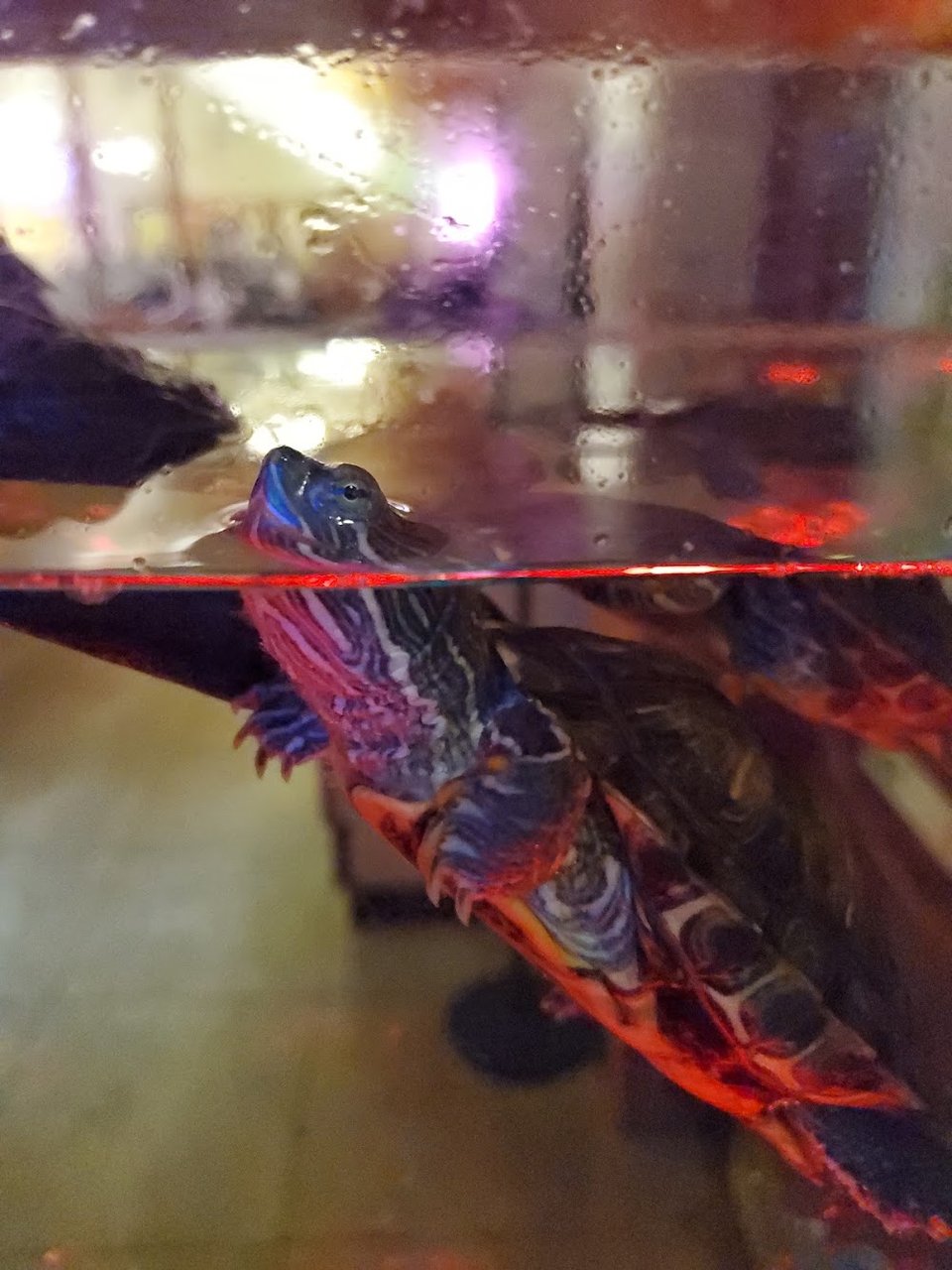 Tortuga Al Ajin Jus Kidding